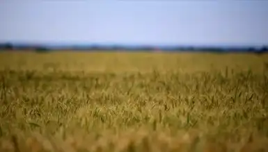 Çiftçiler, ÇKS Kaydını 31 Aralık'a Kadar Tamamlamalı!