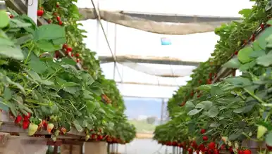 Antalya Çileği 90 TL'ye Düştü!