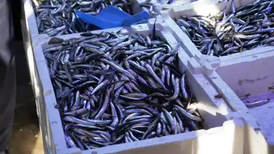 Hamsi, Balık Tezgahlarında Tahtı Kapmış!
