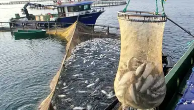 Türk Somon İhracatı 84 Milyon Doları Geçti!