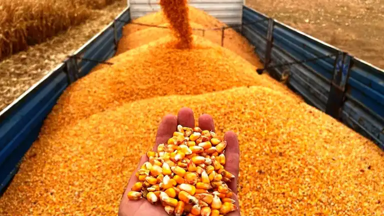 Mısır İthalatı İçin Tarife Kontenjanı