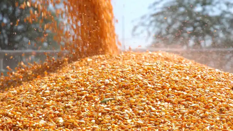 500 Bin Ton Mısır İthalatı İçin Gümrüksüz Kontenjan